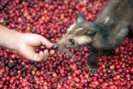 Kopi Luwak